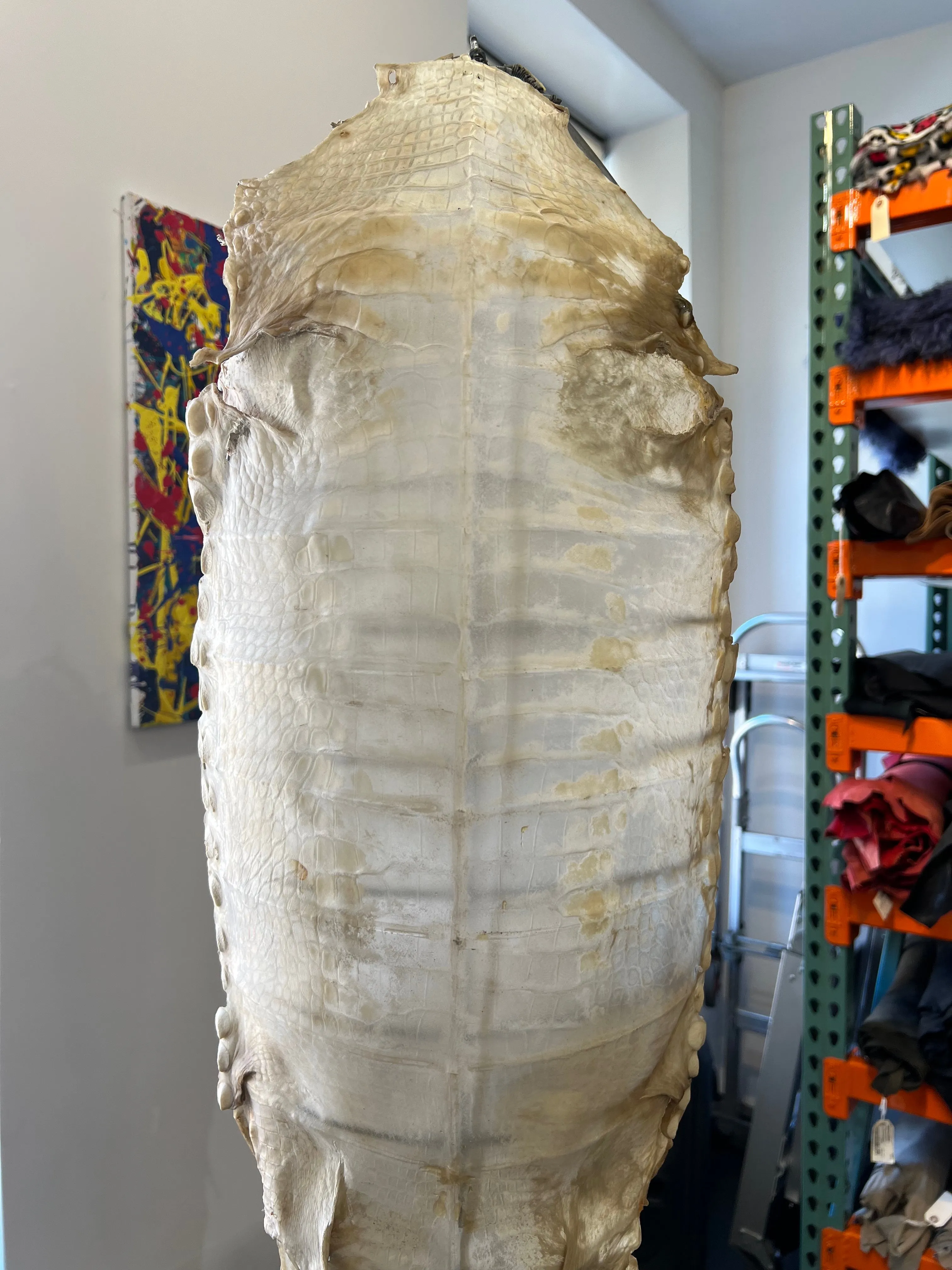 ALLIGATOR PARCHMENT