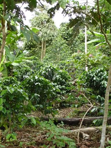 Bolivia Microlot: Pablo Yana (San Ignacio). Available only at the Annex (CA) & Salisbury (MA). Past Crop. NEW LOWER PRICE!