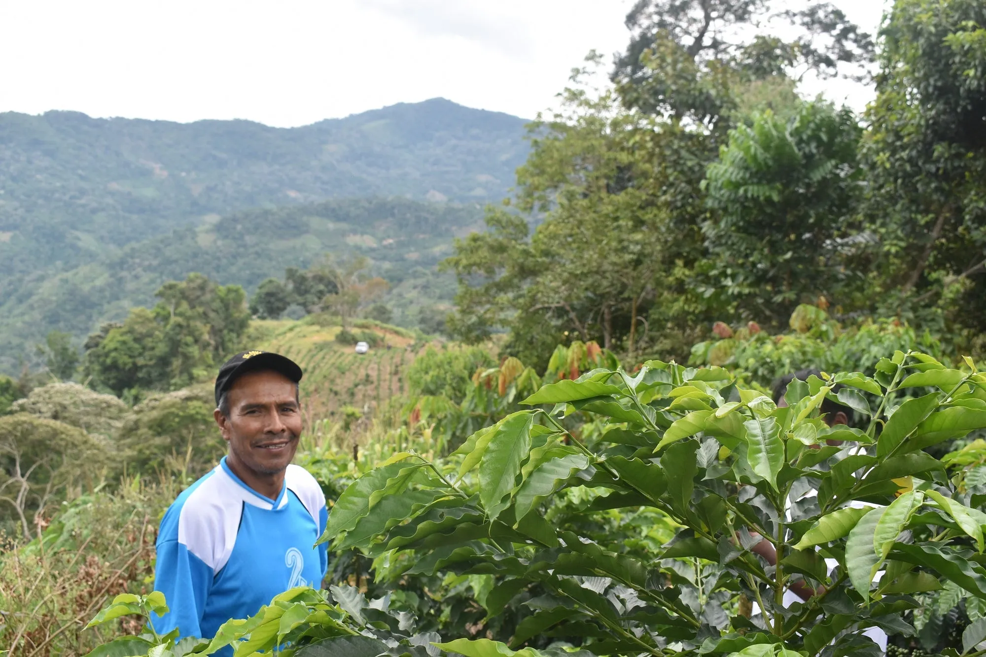 Bolivia Microlot: Porfilio Mamani -San Ignacio. Available at Continental (NJ) & Salisbury, MA.