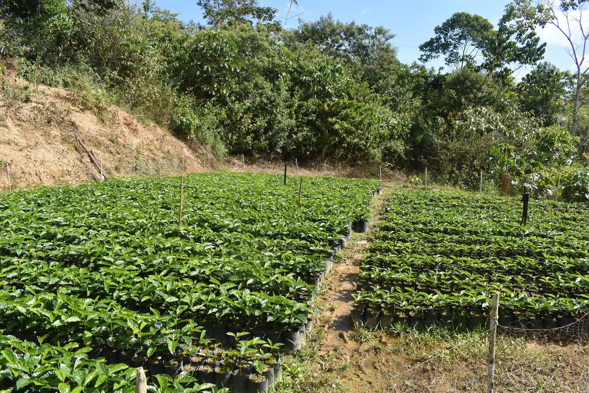 Bolivia Microlot: Porfilio Mamani -San Ignacio. Available at Continental (NJ) & Salisbury, MA.